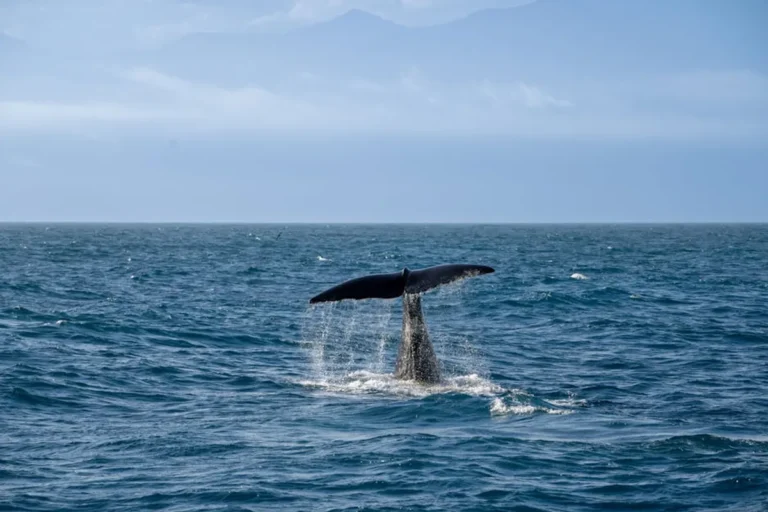How Whale Activity Affects Crypto